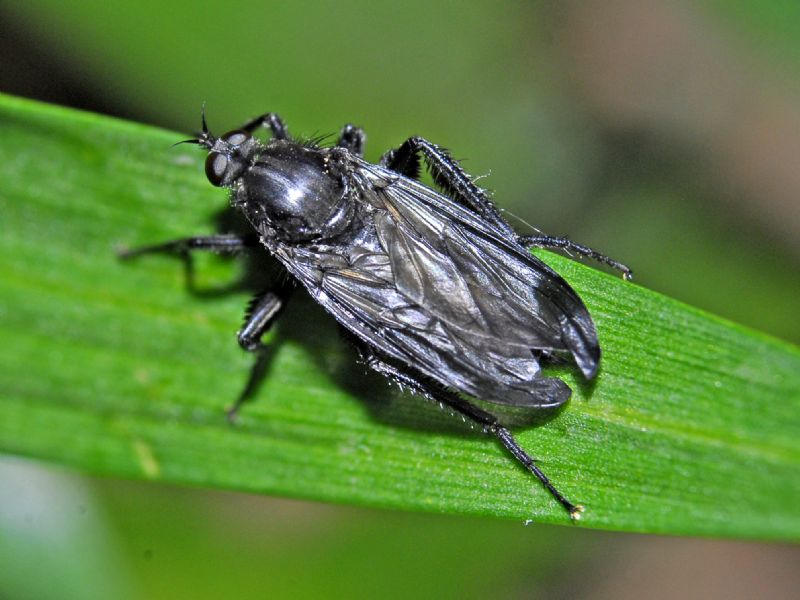 Empis ciliata, femmina (Empididae)